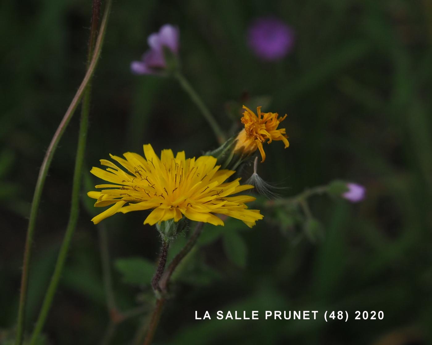 Hawk's-beard, [Nimes] flower